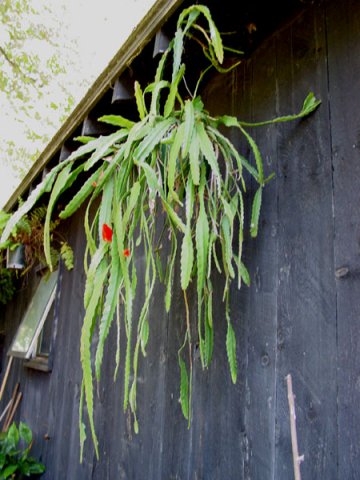 Disocactus_ackermannii